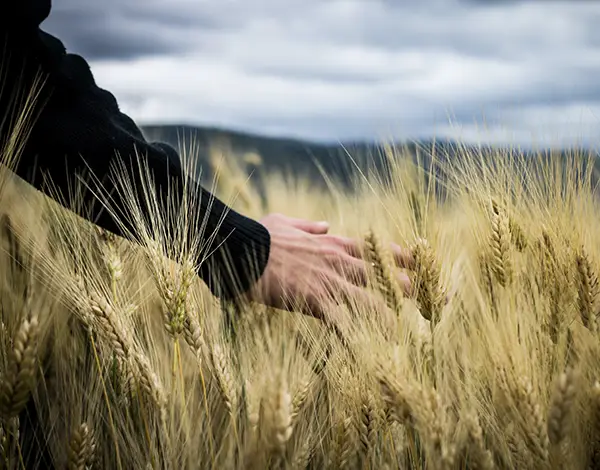 Stay Strong and Reap in Your Due Season